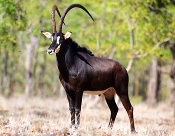 Palanca Safaris CIRCUIT 11 JOURS