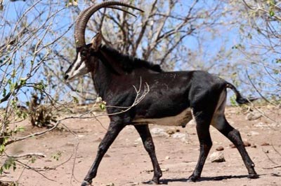 SAFARI PHOTOS PALANCAS NEGRAS