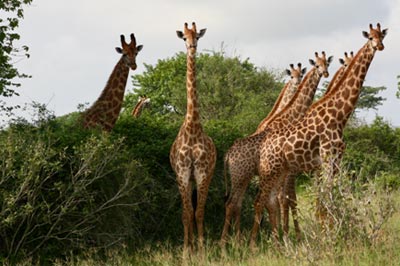 Palanca Safaris: DECOUVERTE