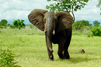 SAFARI PHOTOS PALANCAS NEGRAS