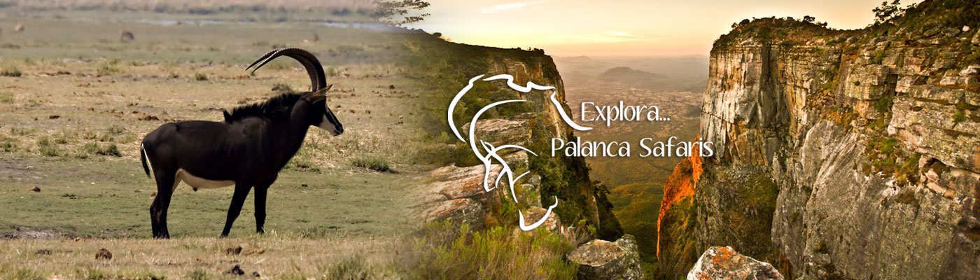 Palanca Safaris